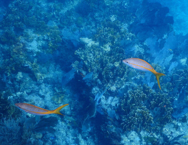Yellowtail-Snapper (1)