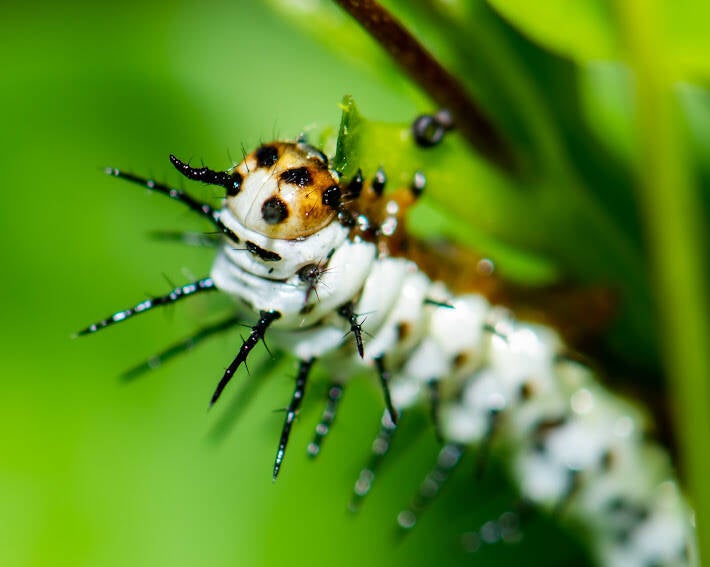 Zebra Longwing (4)