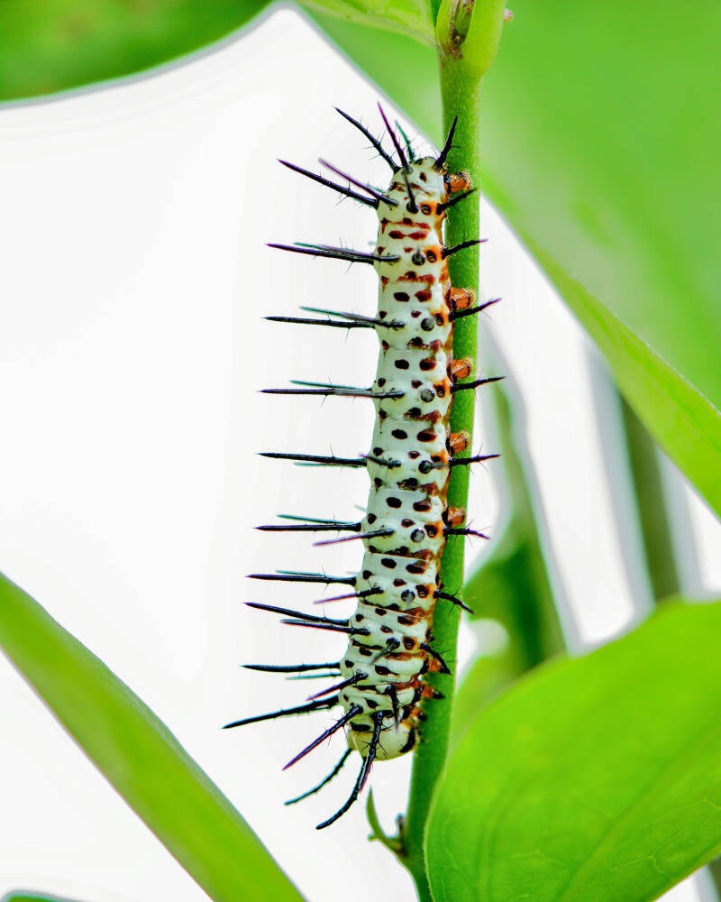 Zebra Longwing (2)