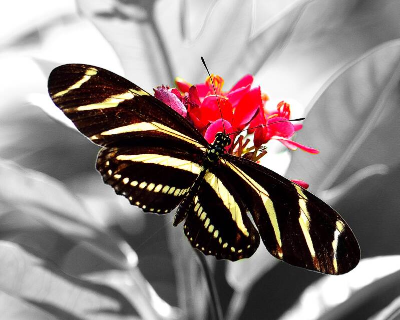 Zebra Longwing (1)