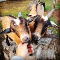 pygmygoats.jpg