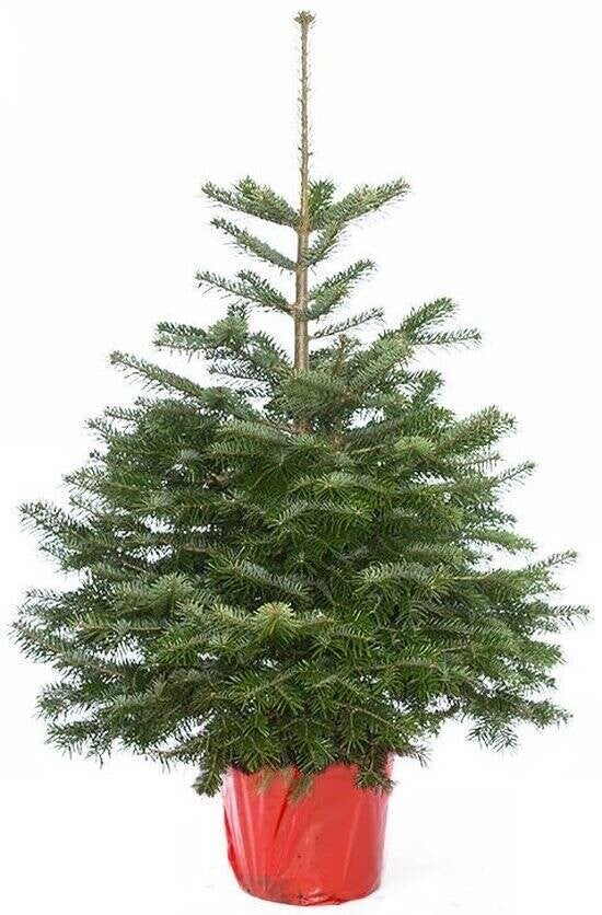 Abies nordmanniana "Nordmann" - met wortel - 1e keus