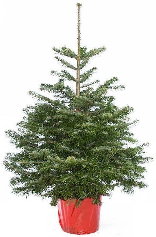 Abies nordmanniana "Nordmann" - met wortel - 1e keus