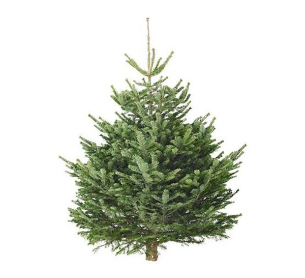Abies nordmanniana "Nordmann" - gezaagd - 1e keus
