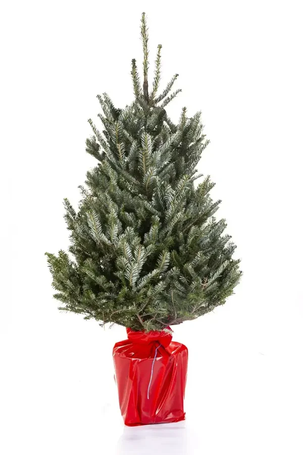 Abies fraseri - met wortel - 1e keus