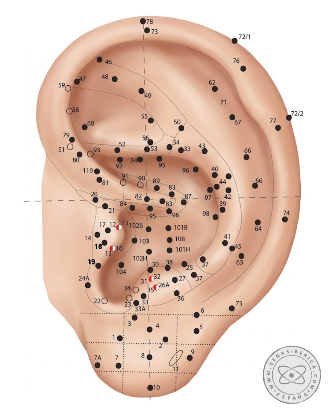 Mapa Auricular