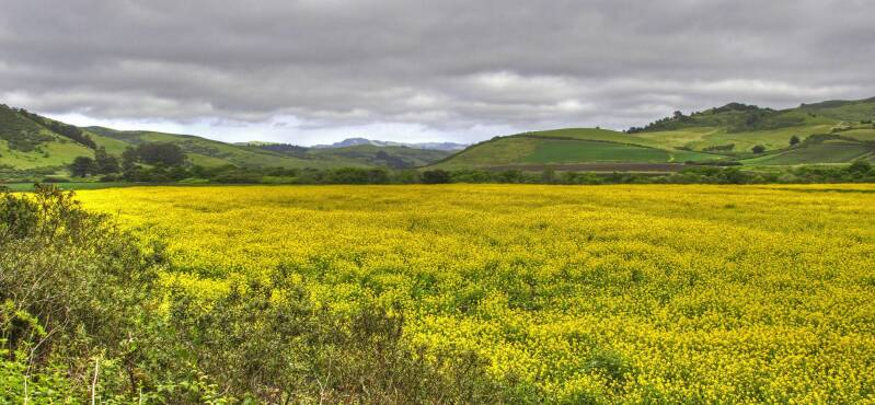 Field of dandelion