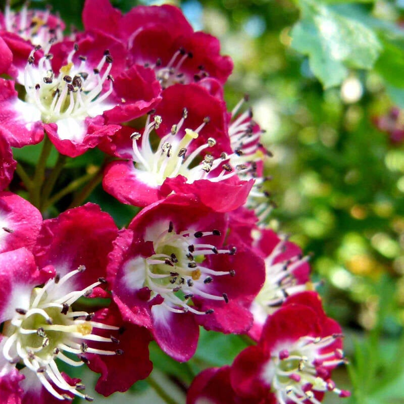 Pink Hawthorn Tree Flowers