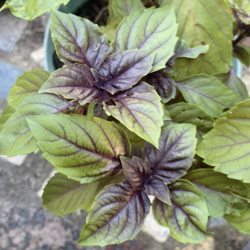 Purple Basil Plant 