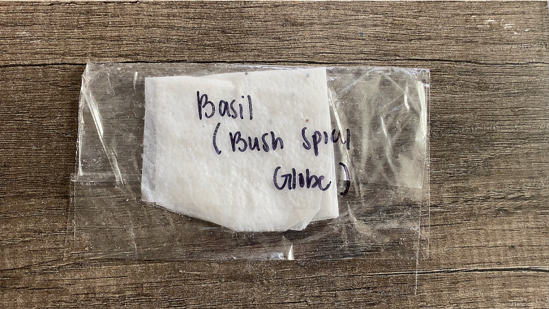 seed germination basil bush spicy globe