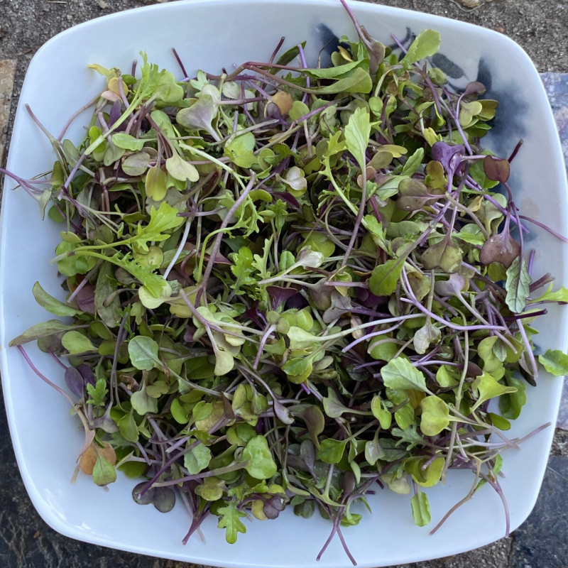 Spicy Salad Mix Microgreens