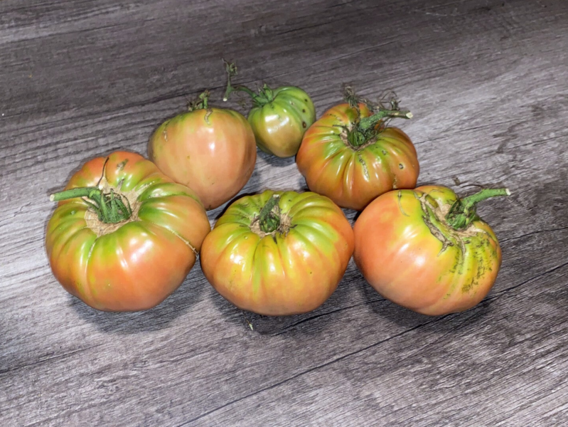Ripened Belgium Pink Tomato