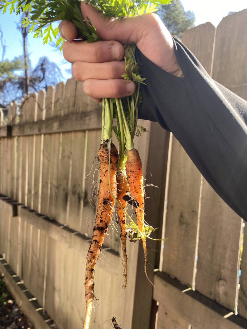 carrots grown in at home garden