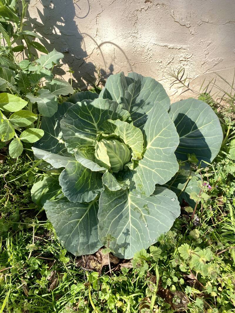homegrown round dutch ferry cabbage in garden 