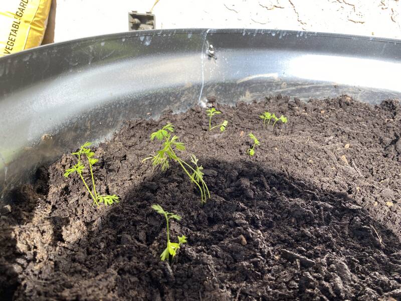 carrot seedlings in a raised bed