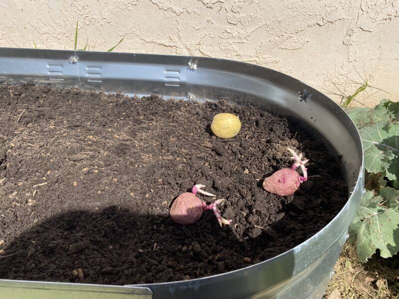growing potatoes in a raised bed