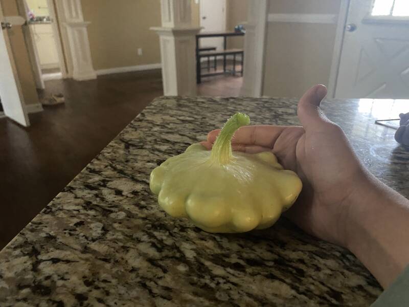 Green Pattypan Squash
