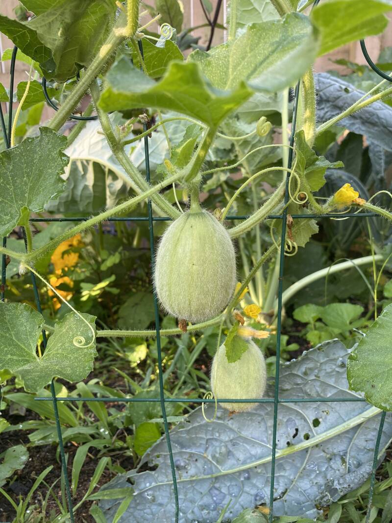 Start of cantaloupe vine
