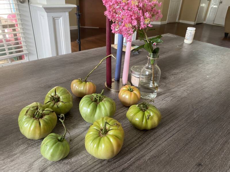 Bunch of unripe Belgium Pink Tomato
