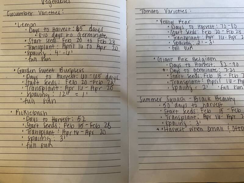 List of vegetables in summer 2023 garden