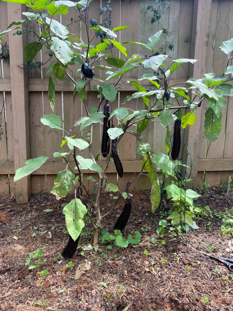 Japanese Eggplant Tree