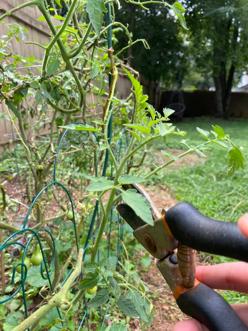 Tomato Sucker pruing guide
