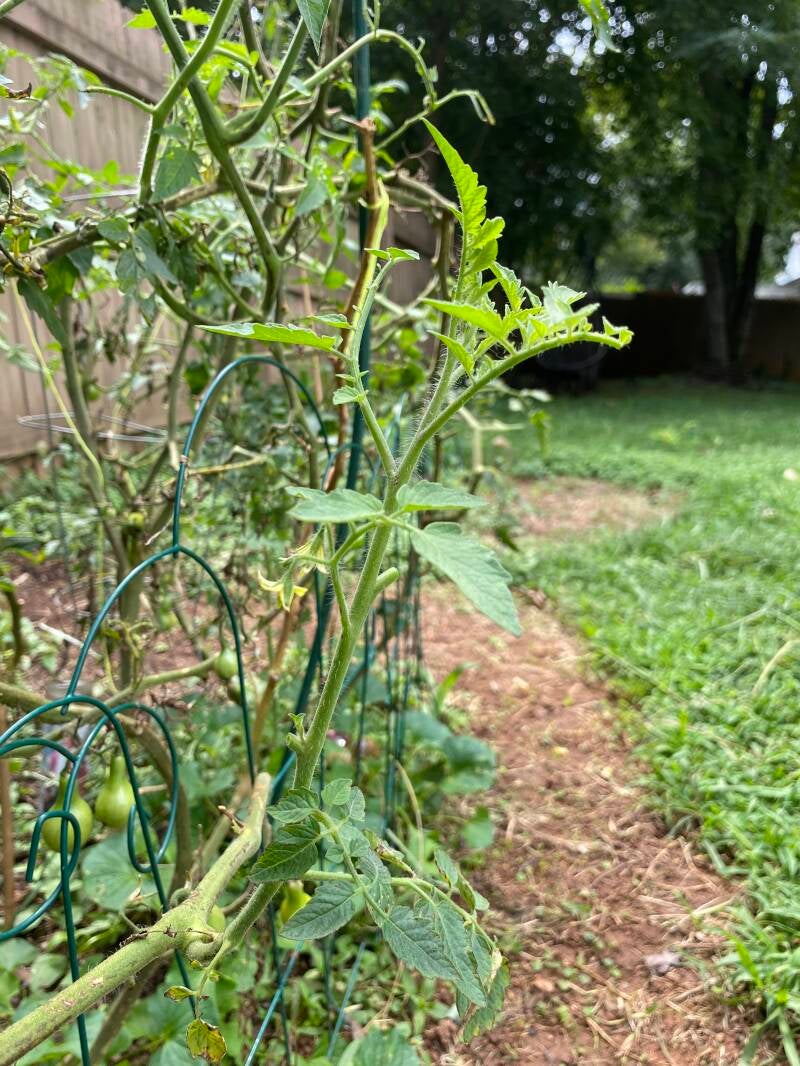 Pruned Tomato Plant leaf