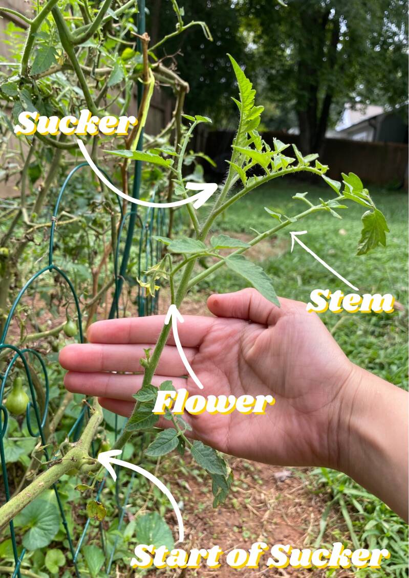 Guide to Tomato indeterminate varieties