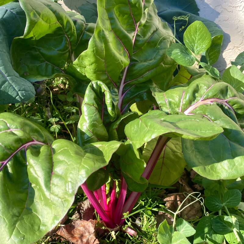 pink swiss chard in at home garden