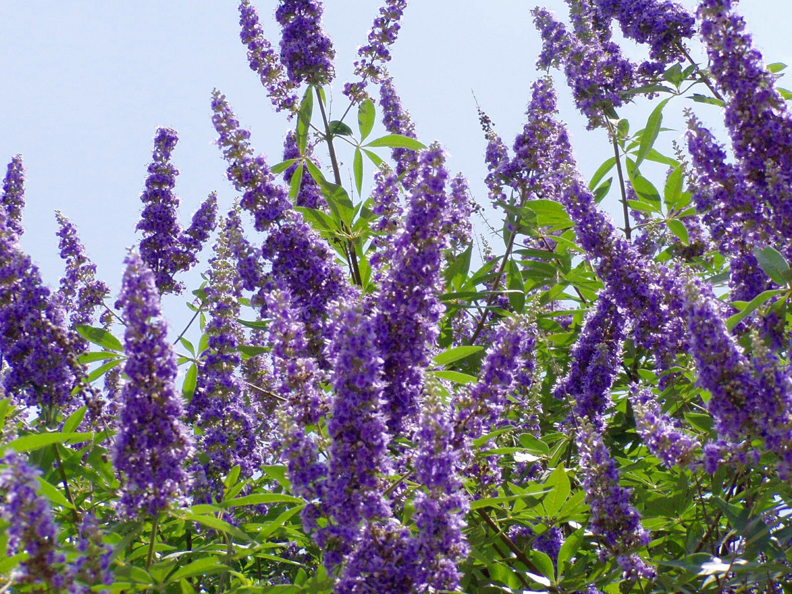 Vitex, Chasteberry flower