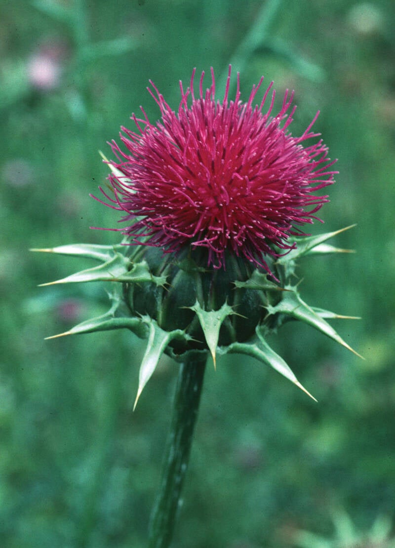 Milk Thistle Flower