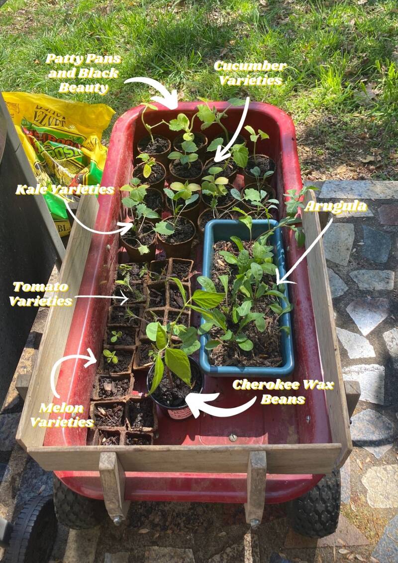 Najet Summer 2023 Transplants in Red Wagon