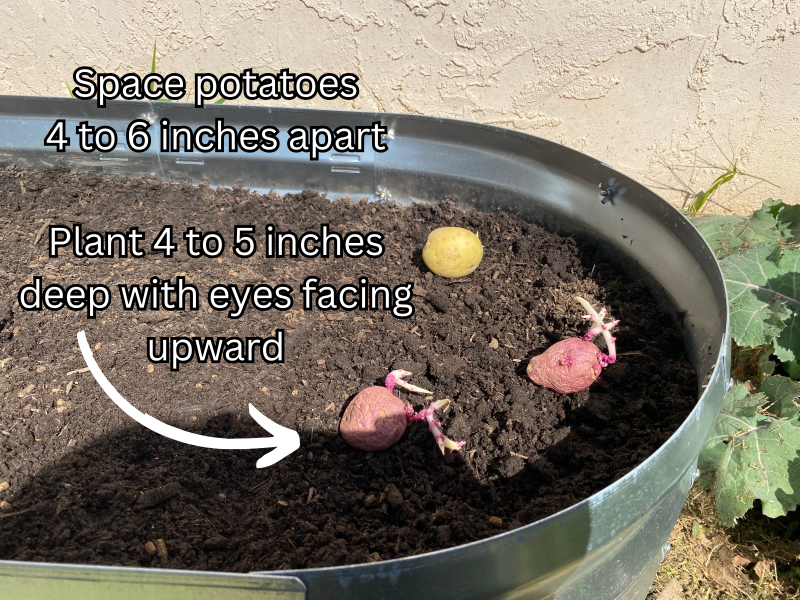 growing potatoes in raised bed