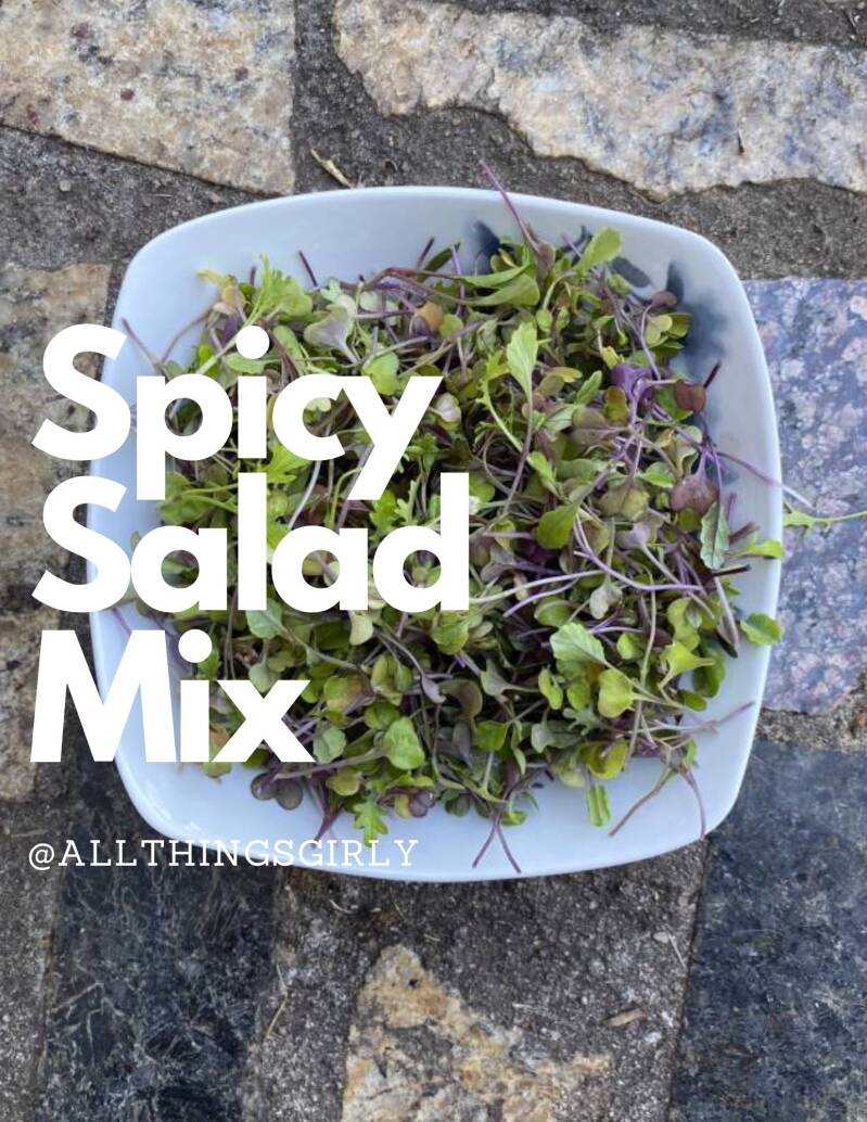 Spicy Salad Mix Microgreens for Salads, Sandwhiches, and other Healthy Recipes