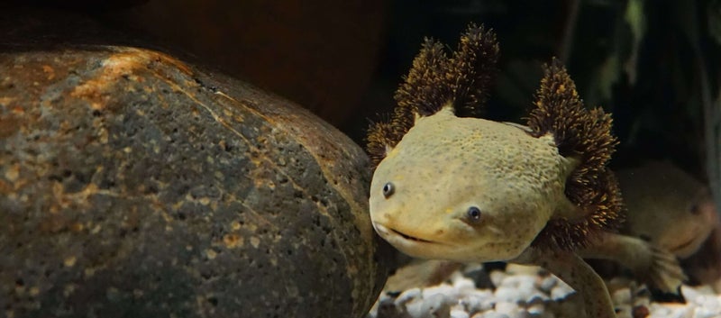 Was fasziniert die Welt so am Axolotl?