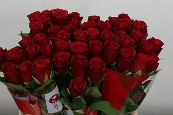 Roses rouges