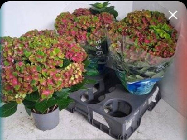Hortensia 10 tetes