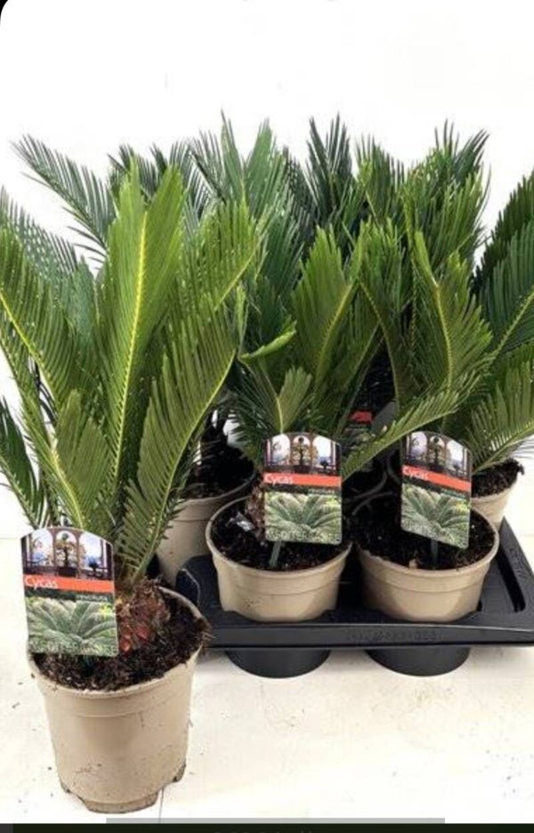 Cycas