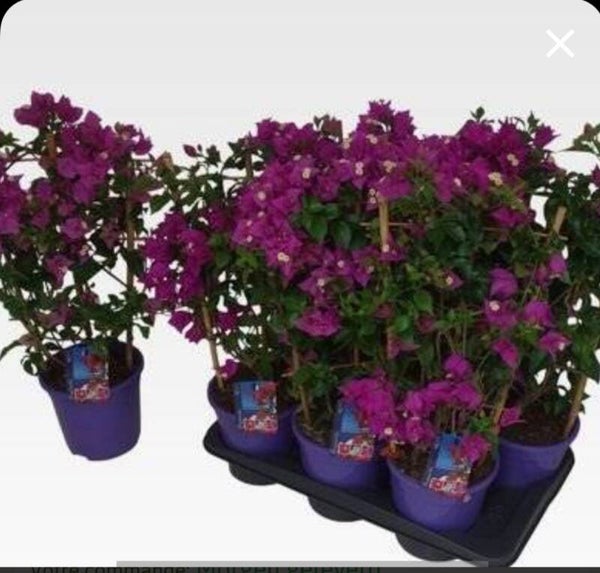 Bougainvillier