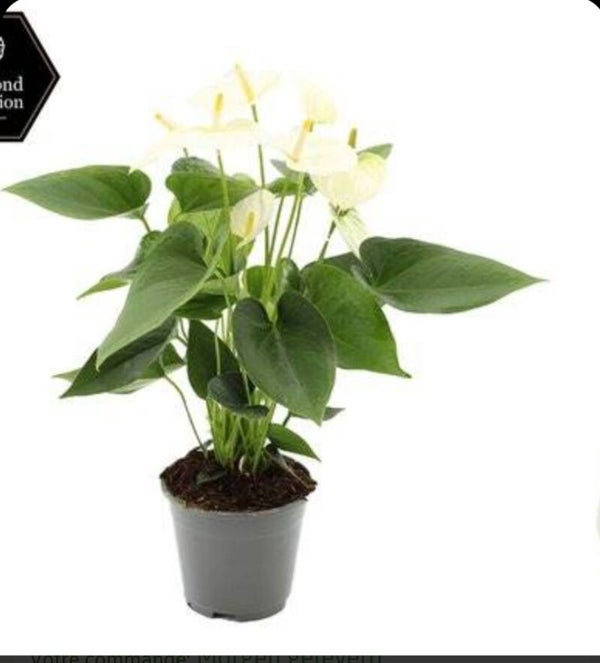 Anthurium blanc