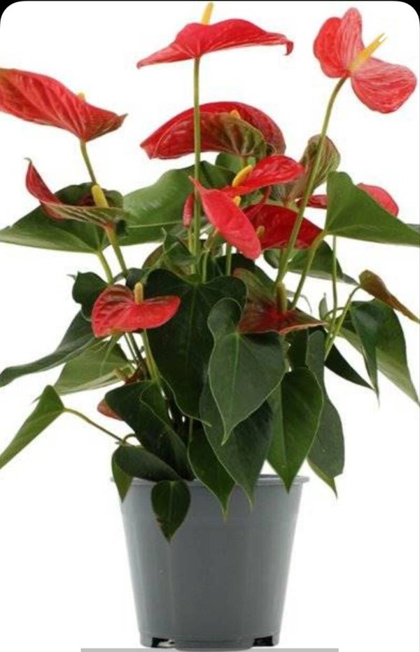 Anthurium rouge