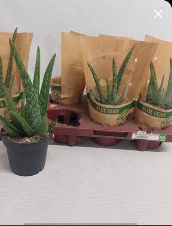 Aloe vera