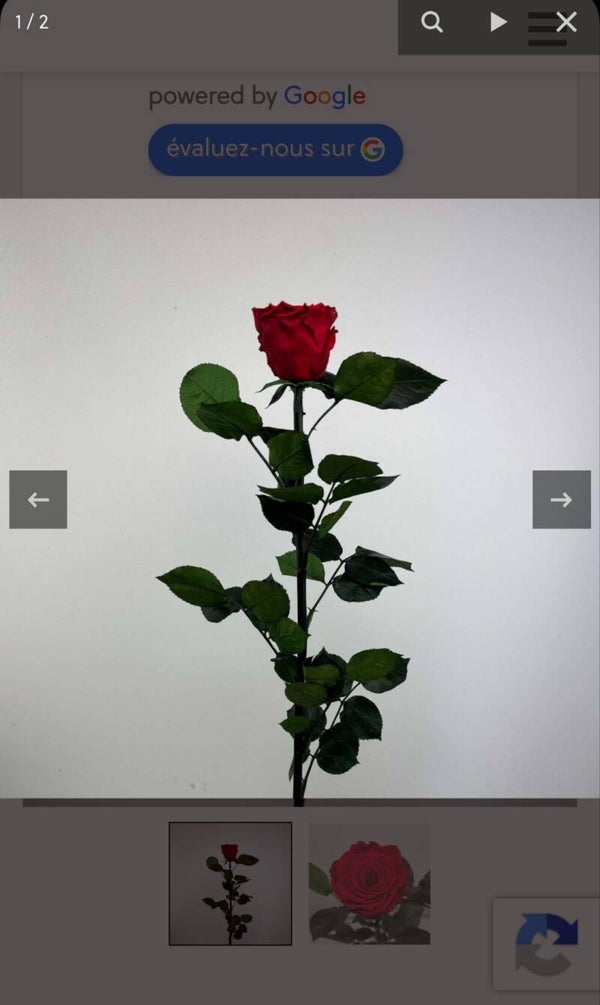 Rose éternelle rouge