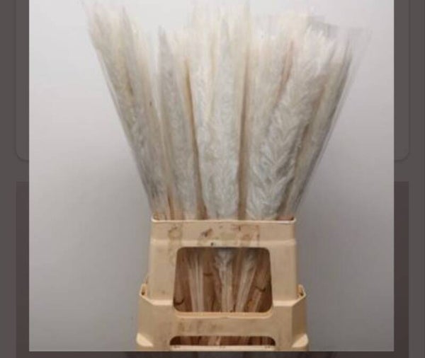 Pampas stabilisée