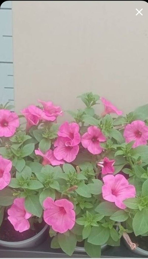 Petunia