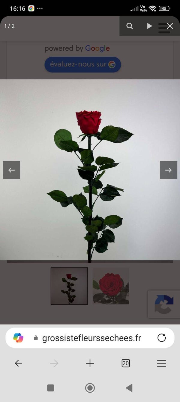 Rose éternelle rouge