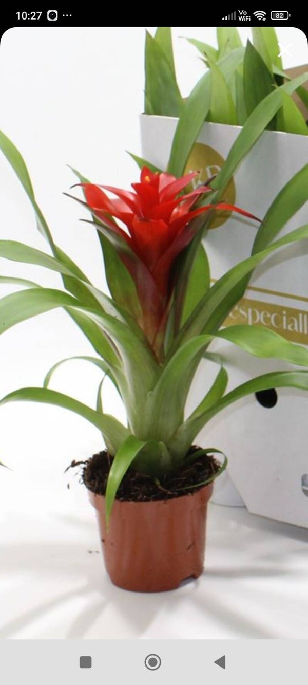 Guzmania