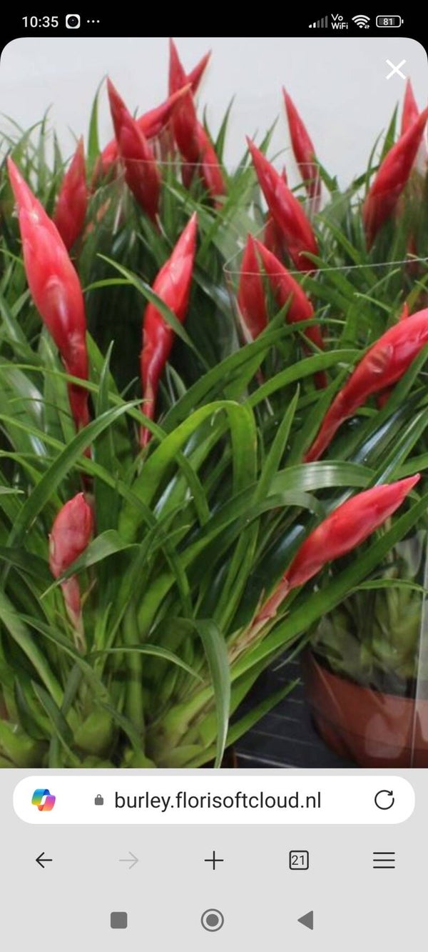 Vriesea