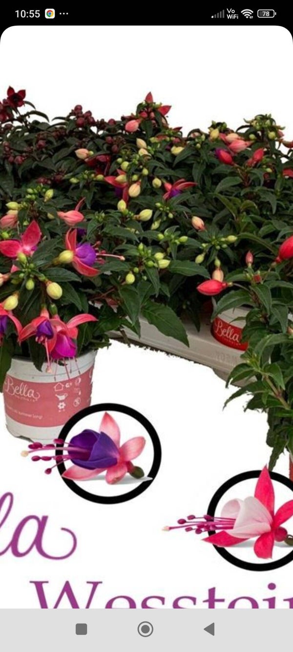 Fushia