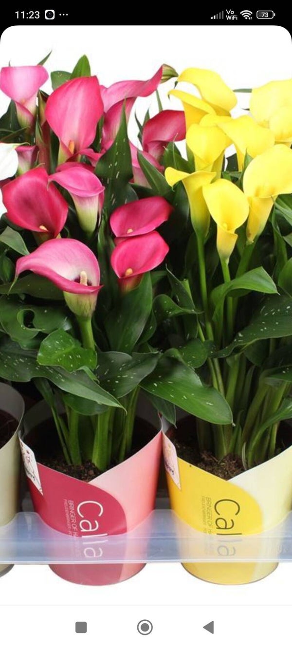 Zantedeschia